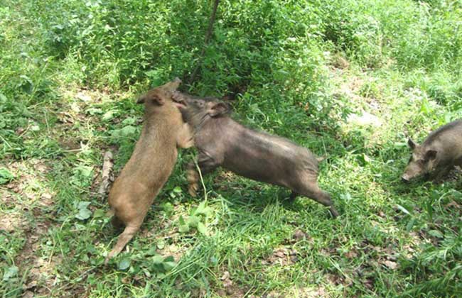 野猪驯养与杂交利用