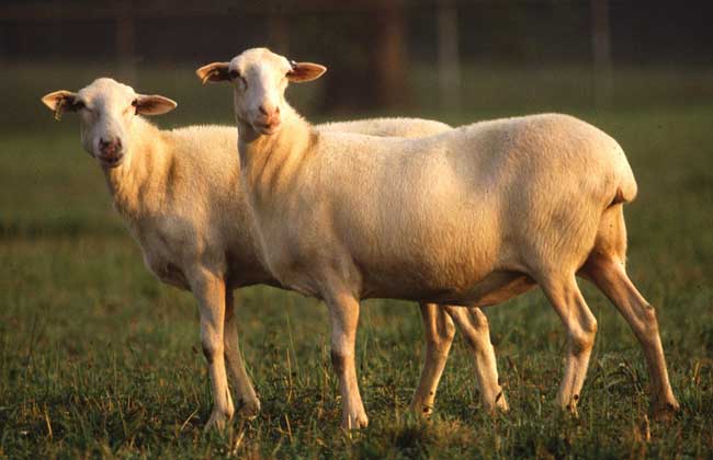 养羊要注意防治近亲交配