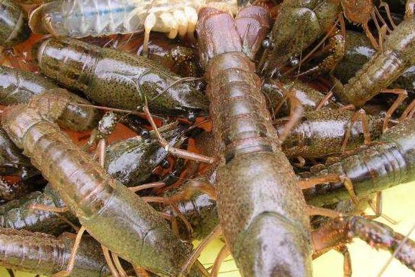 稻虾共生养殖实验成功 新的创业商机