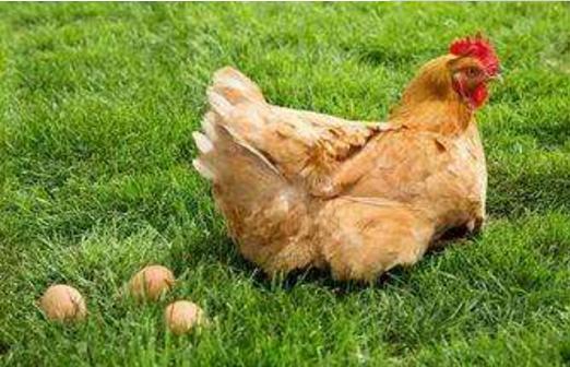 梦见鸡下蛋是什么意思 女人梦到母鸡下蛋去捡鸡蛋有什么预兆