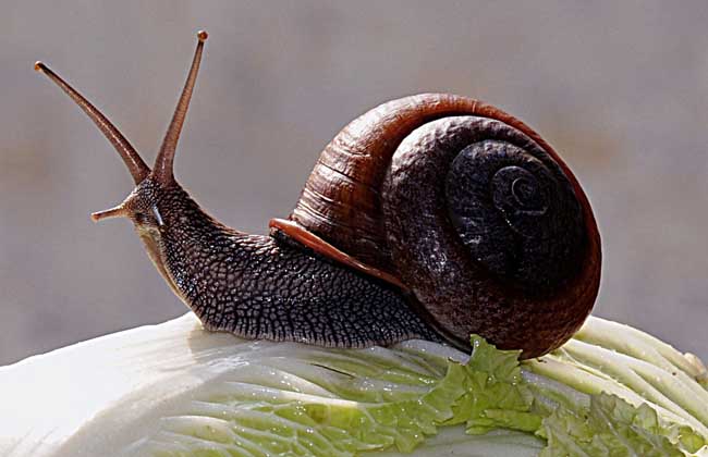 蜗牛吃什么食物