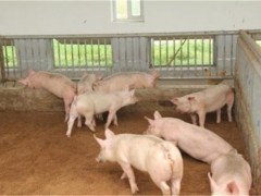 环保养猪技术