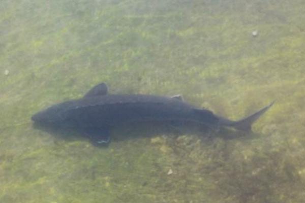 中华鲟鱼皮怎么去除,中华鲟哪个部位有毒