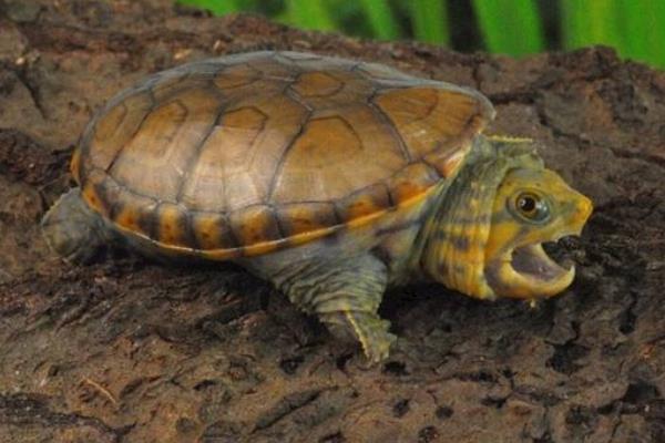 麝香龟吃什么 麝香龟是深水龟吗