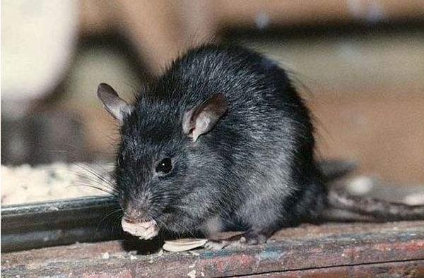 家里有老鼠有什么预兆 老鼠进家门预示着什么