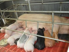 常见的猪饲料添加剂有哪些?