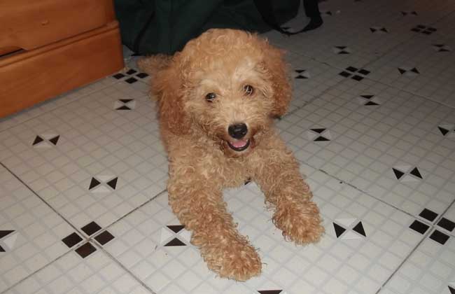 泰迪犬
