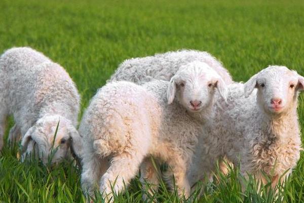属羊的和什么属相最配（男、女） 属羊的几月出生最好