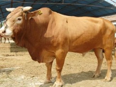 鲁西黄牛犊该怎么管理