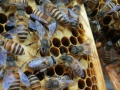 工蜂产卵原因及处理方法