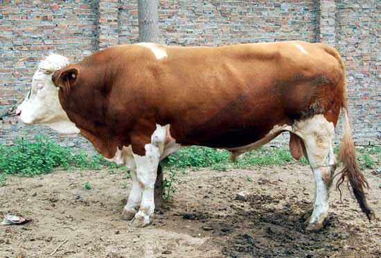肉牛养殖成本计算和养殖利润分析