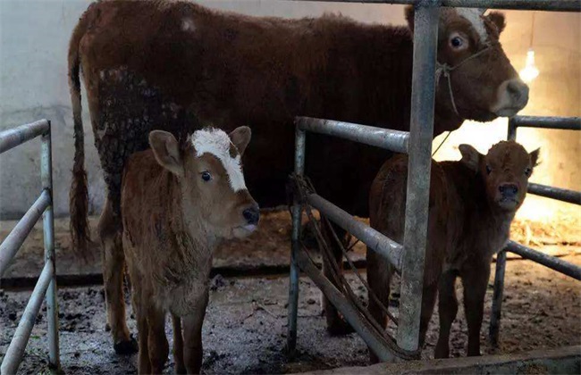 母牛产后护理 注意事项