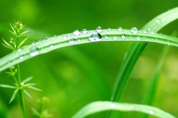 关于谷雨的谚语和诗句有哪些 谷雨的来源