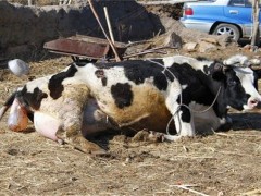 新生犊牛死亡原因及预防措施