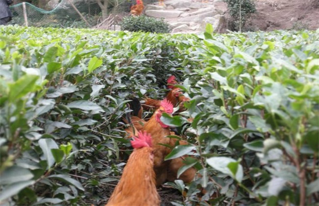 茶园养鸡 优势 好处