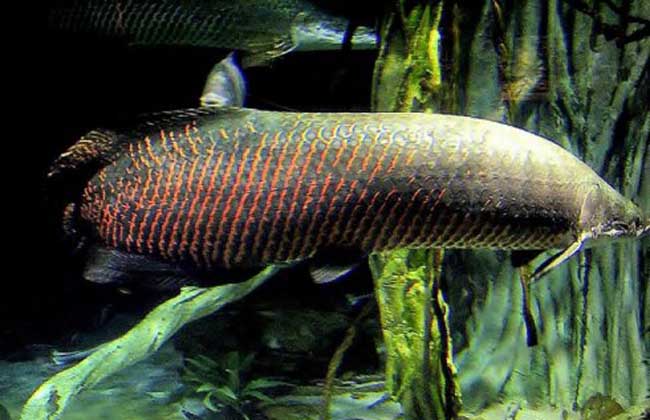 巨骨舌鱼能吃吗