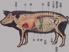 猪的生理解剖图