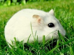 梦见小白鼠是什么意思,女人梦到好多小白鼠有什么预兆