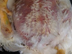 冬季肉鸡腹水病的防治措施