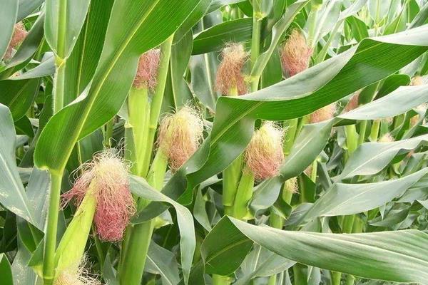 mc703玉米种子，春播品种亩产700公斤
