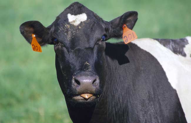 牛眼结膜炎插枝疗法
