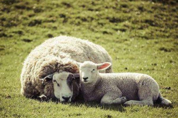 1955、1967、1979、1991、2003、2015年属羊的分别是什么命