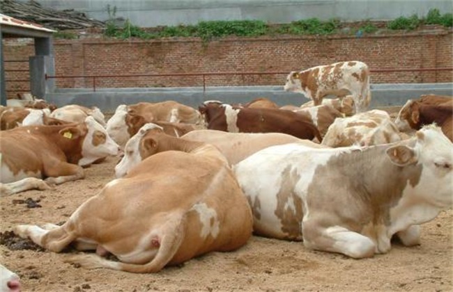 育肥牛 饲养管理 技术