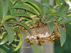 马蜂在家筑巢是凶是福?