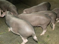 太湖猪养殖前景