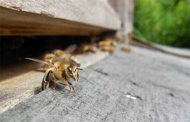 秋季蜜蜂逃跑 蜜蜂逃跑原因