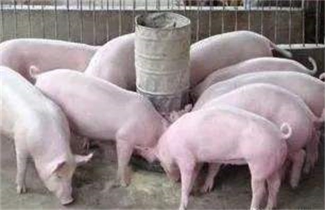 夏季猪采食量下降怎么办