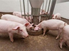猪食欲不振原因及解决方法