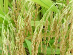 牡丹江35水稻品种特征及介绍,种子农资店或种子