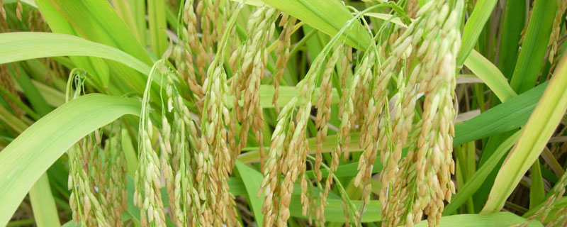 牡丹江35水稻品种特征及介绍，种子农资店或种子店有卖