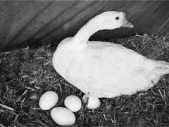 提高蛋鹅的产蛋量方法