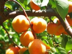 丰园红杏树特征介绍