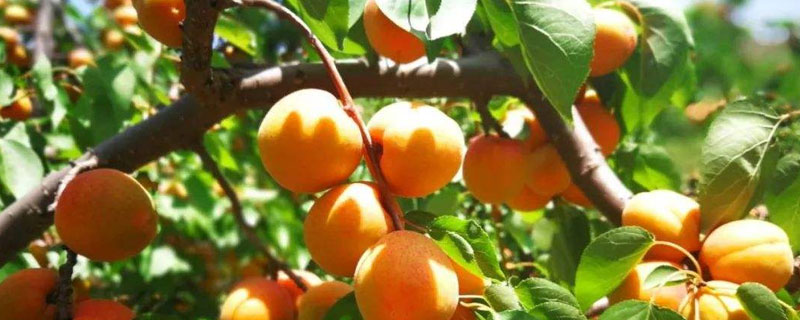 丰园红杏树特征介绍