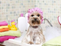 怎么给狗狗洗澡最好