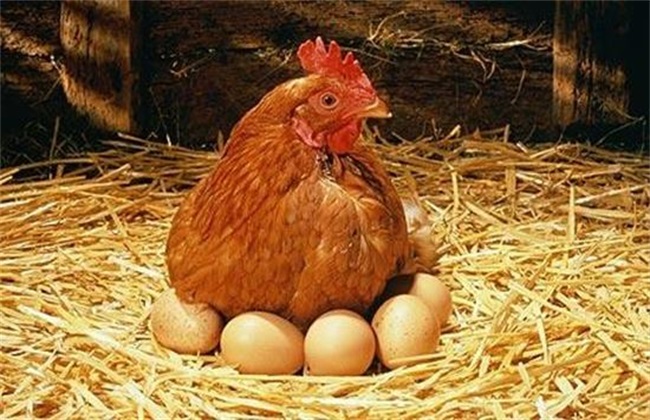 夏季 蛋鸡 饲料调整
