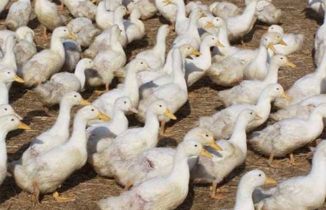 肉鸭 养殖 管理方法
