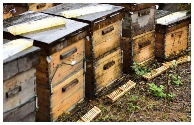 新蜂箱诱蜂技术