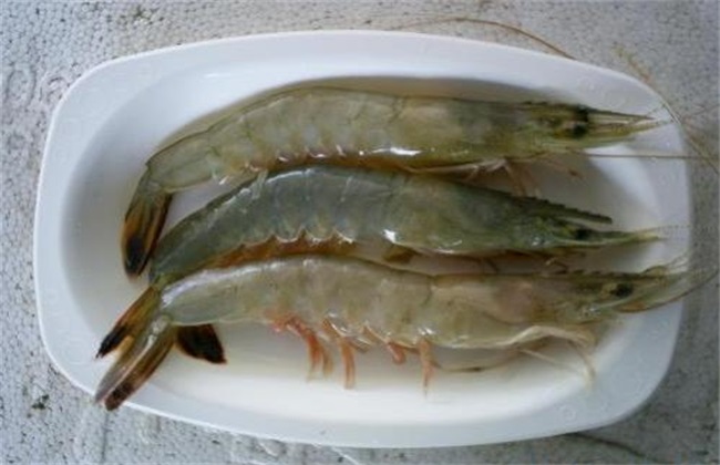 南美白对虾 饲养管理 方法