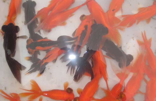 金鱼养几条风水好?