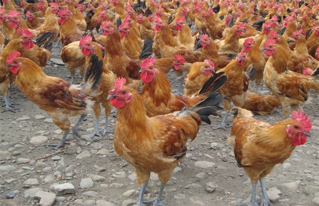 散养鸡 管理技术 散养鸡管理