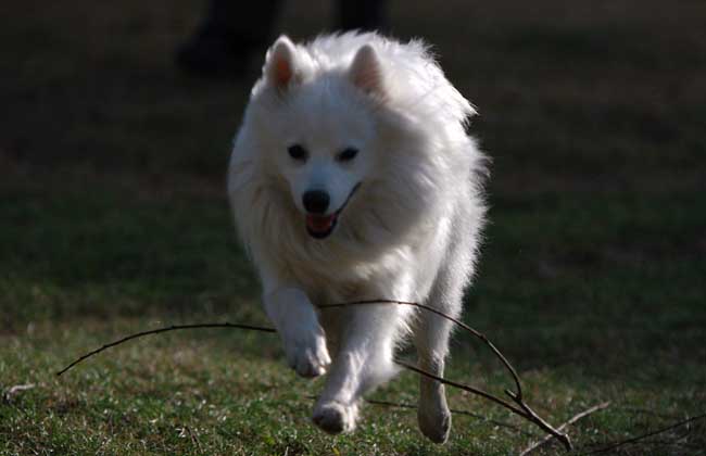 银狐犬怎么养