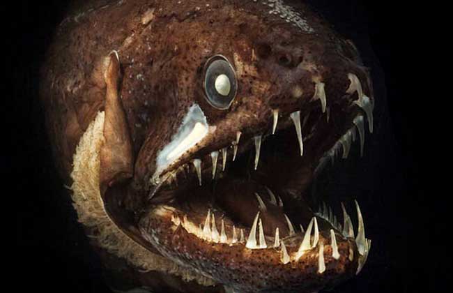 深海龙鱼能吃吗