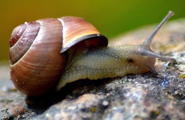 蜗牛是不是昆虫