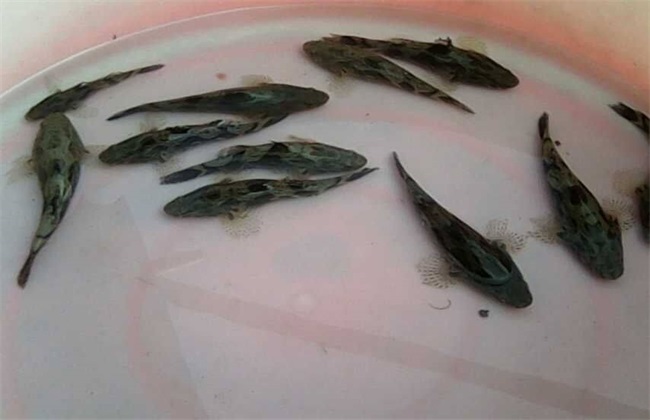 笋壳鱼 养殖 日常管理