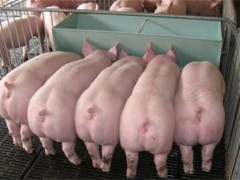 猪流感怎么治疗及预防