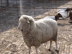 大型圈养羊的常见四类疾病